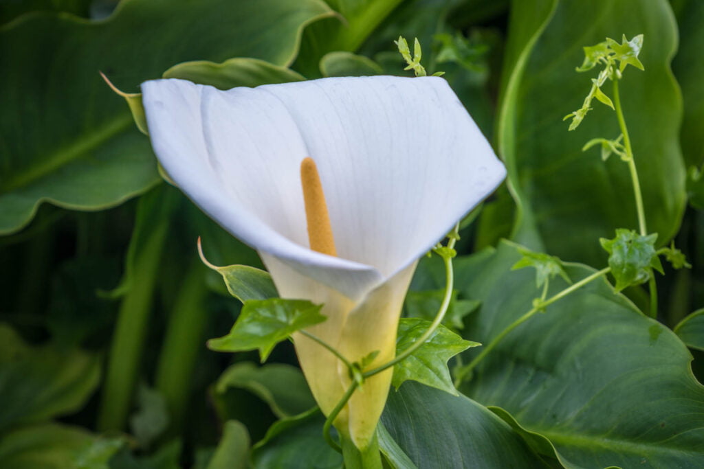 Calla Lilly
